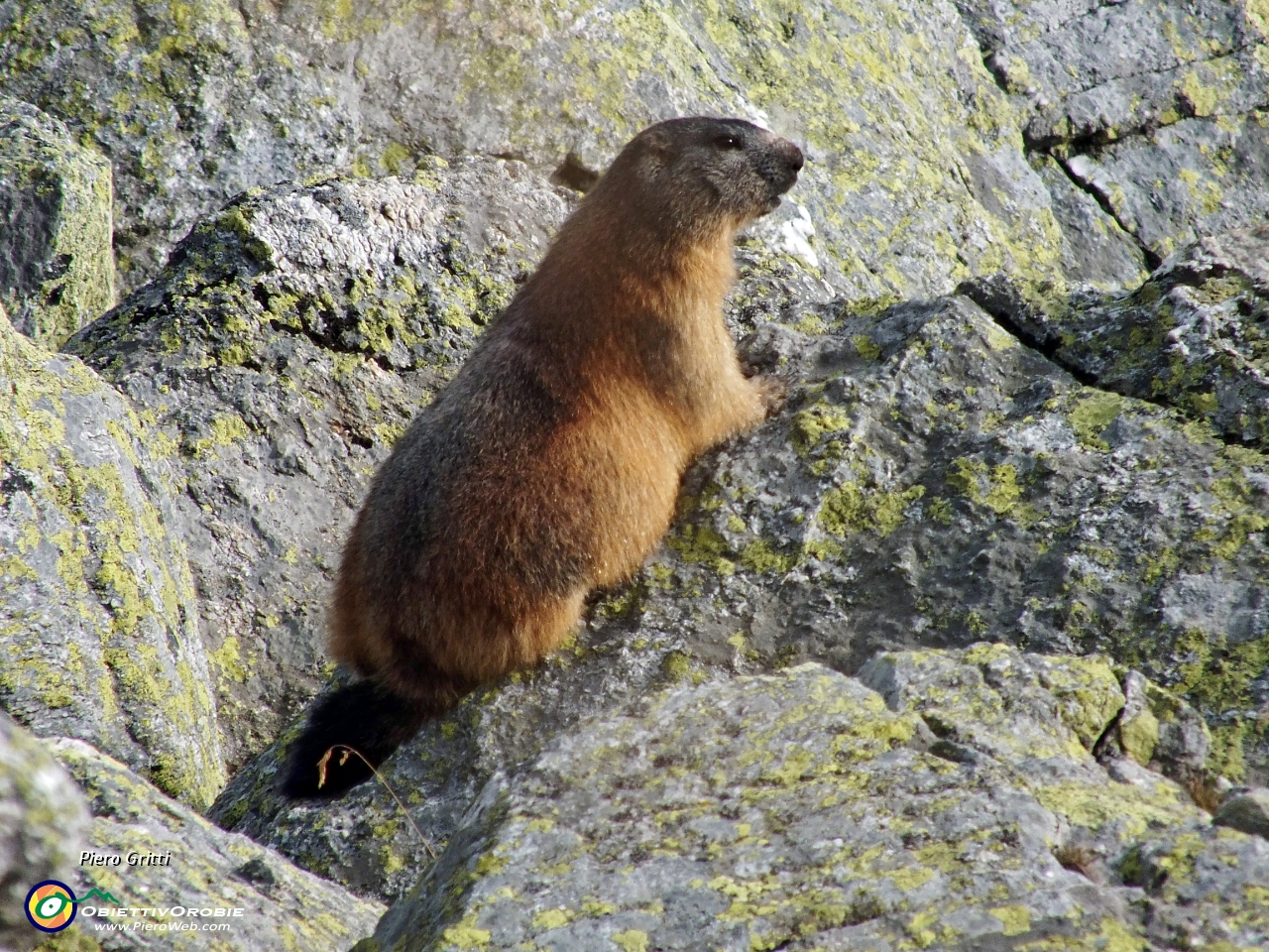 91  Bella marmotta mi osserva 3.JPG